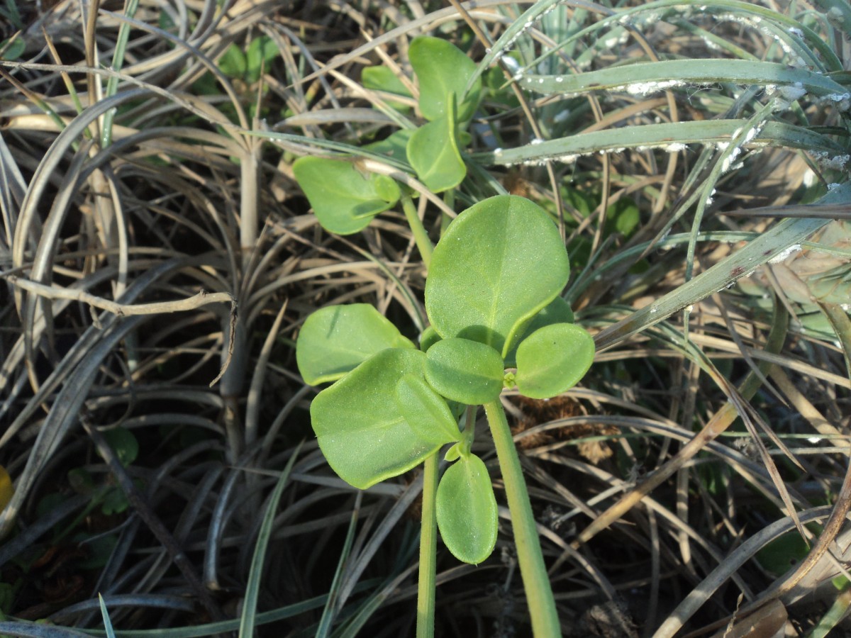 Pupalia lappacea var. orbiculata (B.Heyne ex Wall.) C.C.Towns.